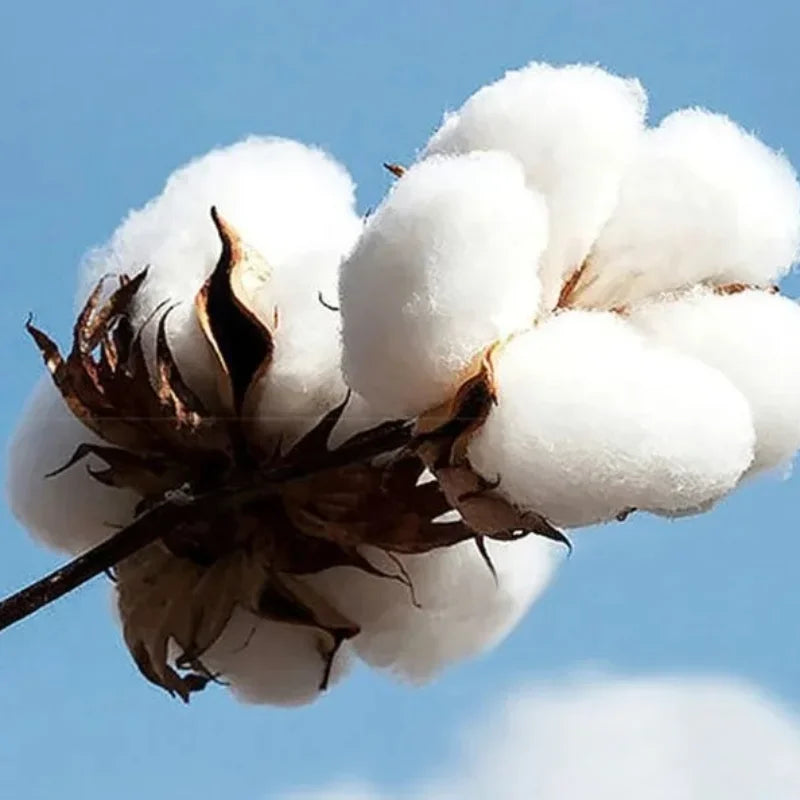 Men's zip-up hoodie in pure cotton, from Omar Courtz's Primera Musa tour, Fall/Winter 2025 collection. Sporty style.